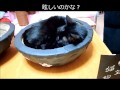 たなみちゃんにダンボールで猫椀を作ってあげてみた。I made a cat a cat pot.