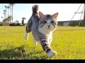 noraneko nyankichi 「Training with cat」~ニャン吉と専属カメラマン自主トレ中~