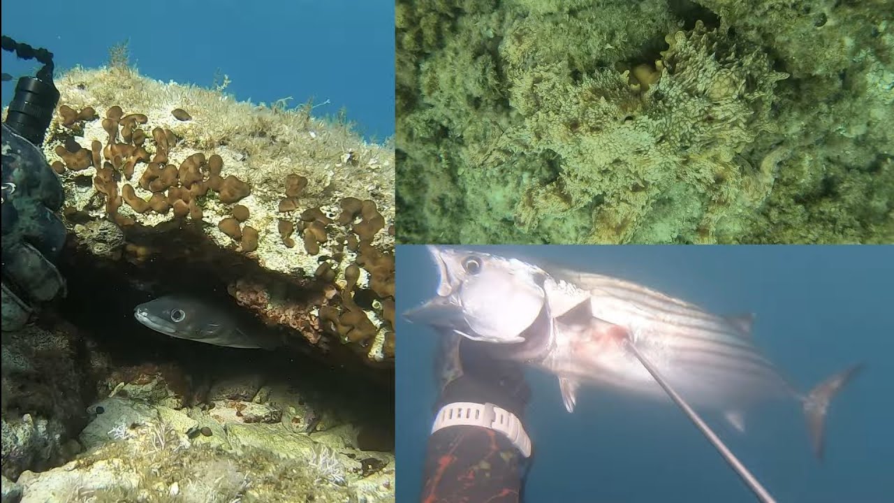 Podvodni ribolov listopad 2025.godine