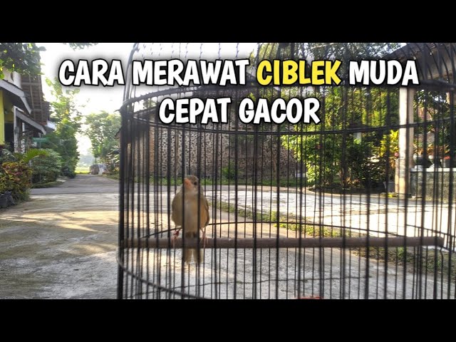 pagi hari , cara merawat burung cigun muda agar cepat gacor class=