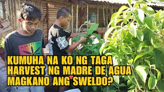 KUMUHA NA KO NG TAGA HARVEST NG MADRE DE AGUA MAGKANO ANG SWELDO?