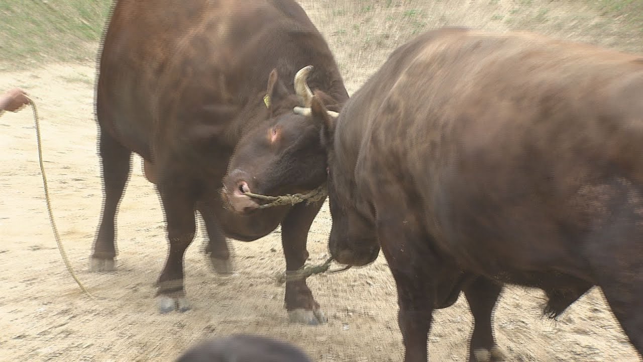 旧山古志村】伝統の牛の角突き 5月の開幕を前にプレイベント「闘牛場