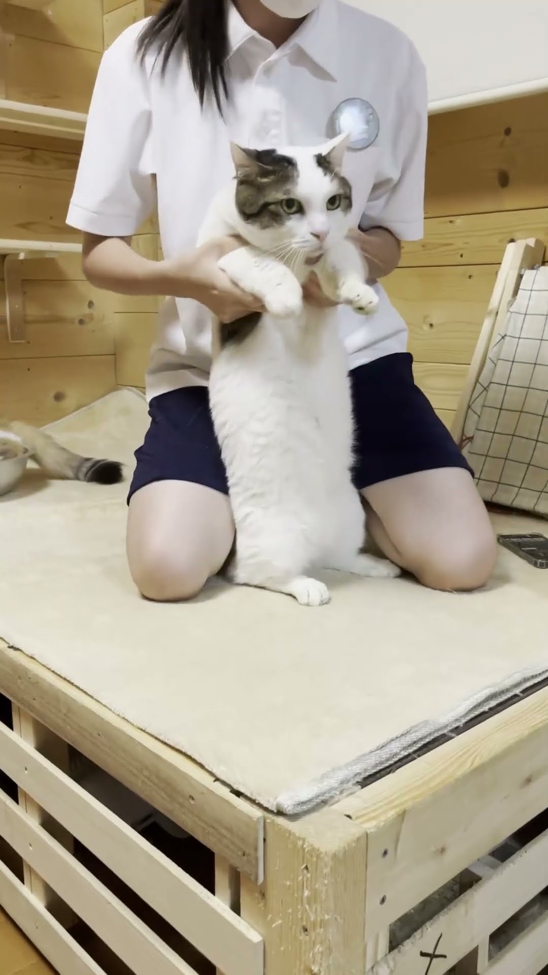 豆大福が「FAKE LAND」踊ってみた - YouTube