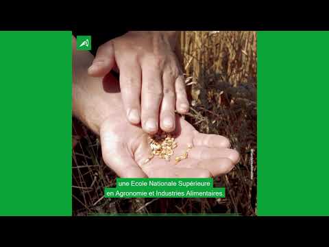 Miniature de la vidéo Les métiers de la Chambre d'agriculture : Thomas, conseiller agricole