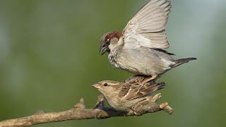 Сколько раз спариваются воробьи? / Воробьи готовятся к кладке яиц