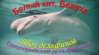 белые киты, белухи, выступление в дельфинарии в Евпатории