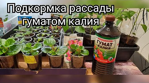 Подкормка рассады перца, томатов, цветов гуматом калия.