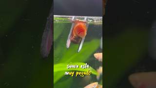 Caracol ¿Tronara ¡Cayó ?? fish guppy aquarium fishtank snail guppyaquarium betta pez