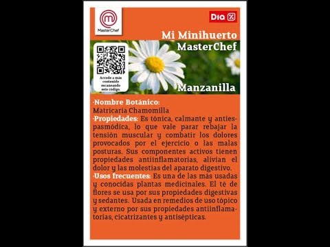 Como sembrar Manzanilla 🌼🌼🌼en mi minihuerto Masterchef Dia Silvys - YouTube