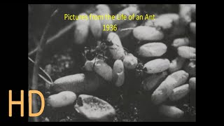 Pictures From The Life Of An Ant 1936 Hd Institute For Film And Image Science Educational 16Mm