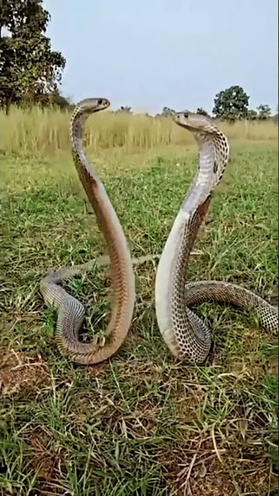 #discovery#snake#animals#forest#forest discovery//🤔🤔