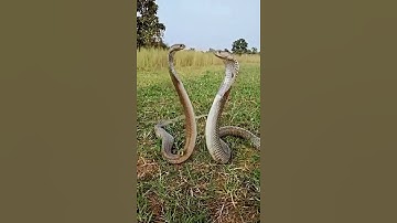 #discovery#snake#animals#forest#forest discovery//🤔🤔