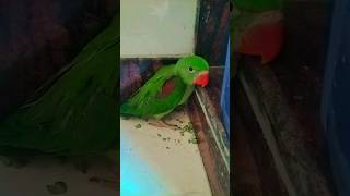#tito #birds #parrot #birdsounds #cute #voice #mittoo #kittoo #creator #greenparrot ❤️🦜