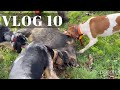 Vlog 10  chasse tricolore  des sangliers royalistes 