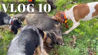 VLOG 10 - CHASSE TRICOLORE - Des sangliers royalistes !