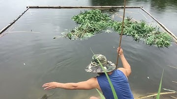 Câu cá Trắm cỏ bằng chuối tiêu chín rất hiệu quả, không tốn kém, đỡ mất thời gian.