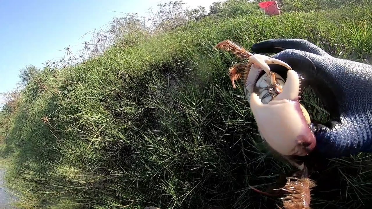 Mudcrabs from the Atlantic coast of Suriname .(Catch & Cook)krabben vangen in Suriname