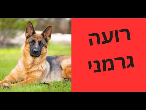 וִידֵאוֹ: כיצד לגדל רועים גרמנים