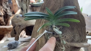 Cách ghép ngọc điểm vào gỗ lũa treo II Tập trồng lan