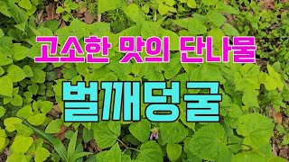 고소한 맛이나는 단나물 벌깨덩굴