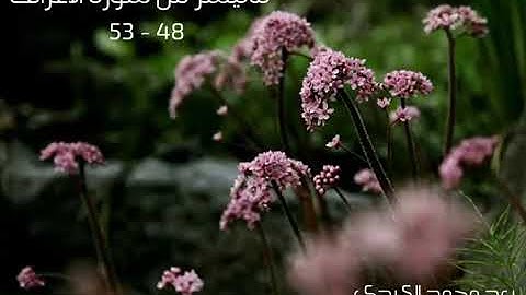 ماتيسر من سورة الأعراف  53 - 48 رعد الكردي