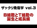 ザックリ免疫学 vol 3 ～B細胞とT細胞の誕生と成長編～