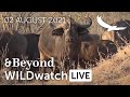 WILDwatch Live | 02 August, 2021 | Morning Safari | South Africa