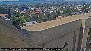 Cal Falcons South\/West Cam, UC Berkeley