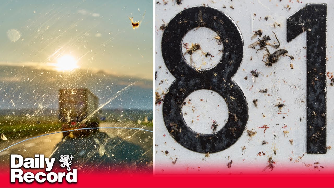 splatometer-stark-warning-to-drivers-not-to-clean-dead-bugs-off