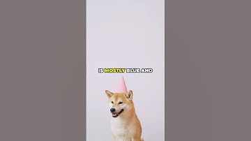 Thumbnail of Debunking the Dog Vision Myth!