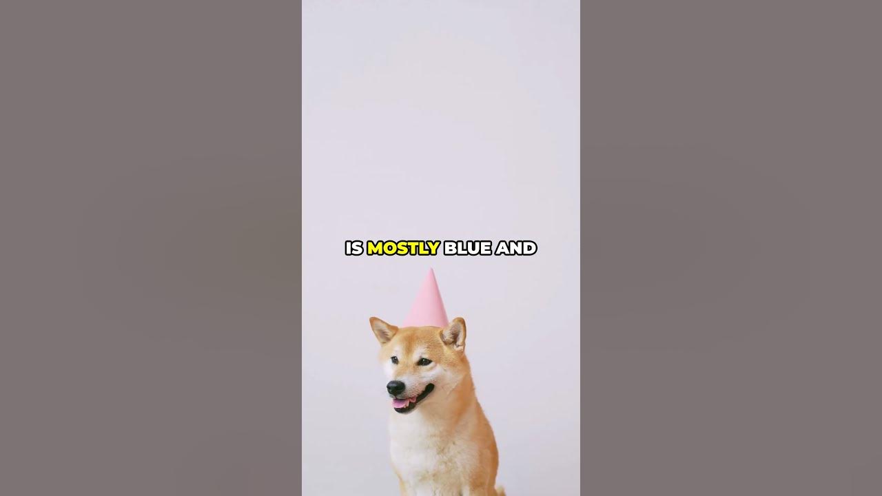 Debunking the Dog Vision Myth!