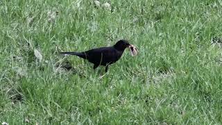 Blackbird forages for the chicks. #nature #wildlife #birds #rspb #blackbird #thrush #binoculars