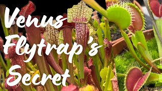 Hungry Leaves: The Drama of Carnivorous Plants