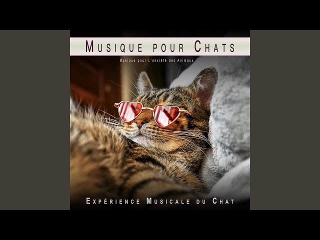 Musique Relaxante pour Chats à La Guitare 