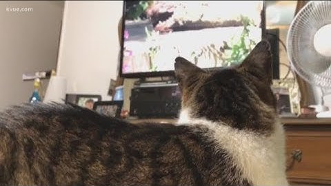 Does It Work? We put Cat TV to the test | KVUE