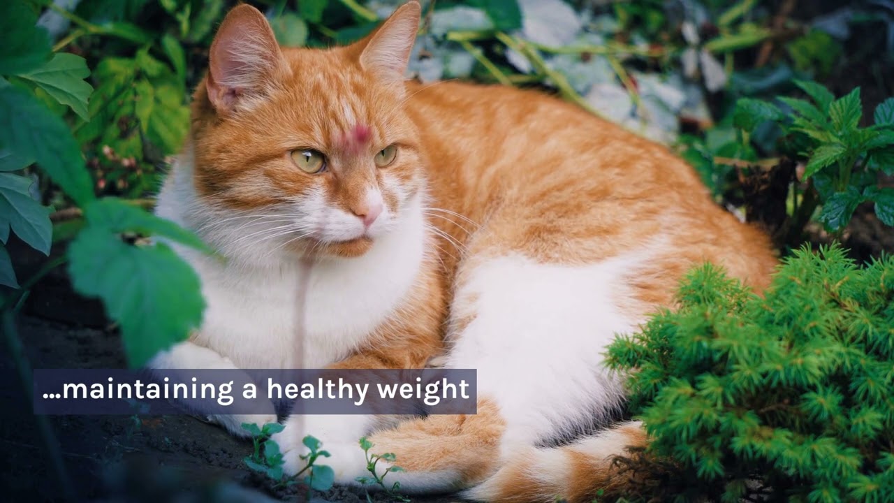 Average Cat Weight- How Much Should A Cat Weigh?
