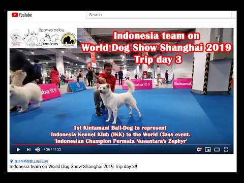 Video: Catatan Dari Pameran Anjing Westminster - Hari 1