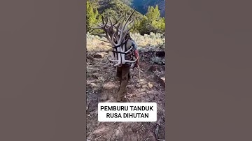 kebiasaan unik rusa melepas tanduknya #shorts