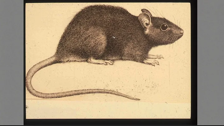 The 10 Most Essential Items for Effective Rodent C...
