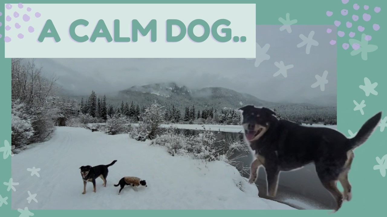 Your Dog Isn’t Misbehaving. When dog training is not working.