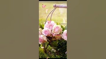 سورة الملك☝🌸🌷🌹