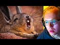 Reacting To THE BEGINNINGS of UNUSUAL VIDEO COMPILATIONS (Best Memes)!!!