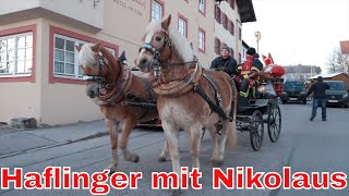 Schöne Haflinger in Murnau warten auf die Abfahrt mit Nikolaus und Krampus