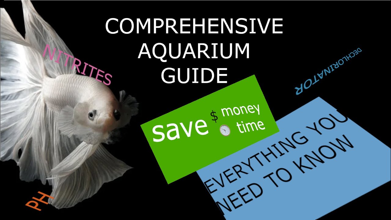 Comprehensive Aquarium Beginners Guide, All Inclusive 2025 NetFindz Everything You Need To Know ...