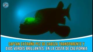 Captan un extraño pez | de cabeza transparente y ojos verdes tubulares, en la costa de California