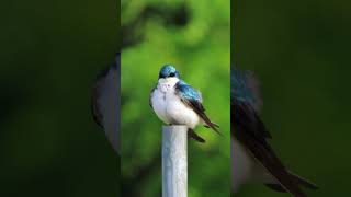 Tree Swallow Series: Part Three