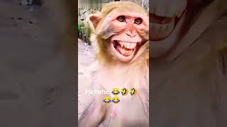 monkey bahut Hans raha hai 🤣🚩🤣 #shorts #comedy #trending #viral