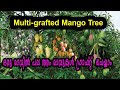 Multi-grafted Mango Tree, ഒരു മാവില്‍ പലവിധ മാങ്ങകള്‍ ഗ്രാഫ്റ്റ് ചെയ്യുന്ന രീതി