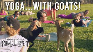 Doing Yoga...with Goats!  |  MD F&H