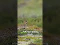 Samoa Wildlife Birds Forest and Coastal Species #short